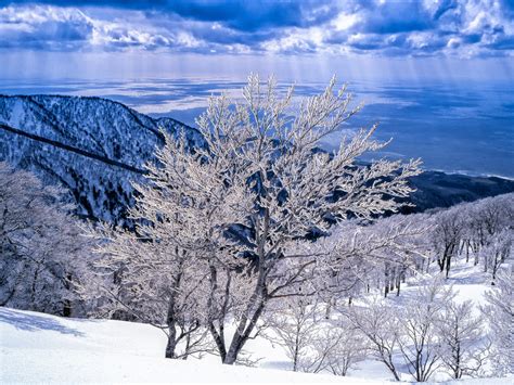 Free Images Landscape Tree Branch Frost Ice Weather Japan
