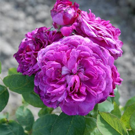 Rosier Reine Des Violettes Rosier Arbuste Très Parfumé Les Roses
