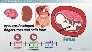 Fetal Development in the First Trimester: Stages & Timeline - Video