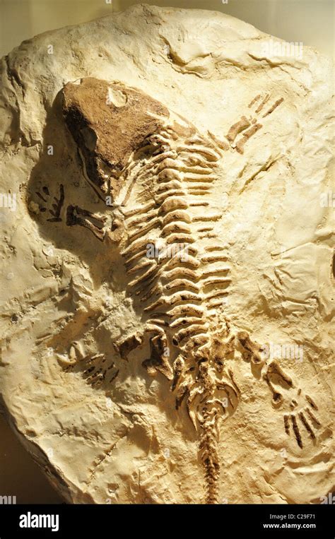 Amphibian Fossil Hi Res Stock Photography And Images Alamy