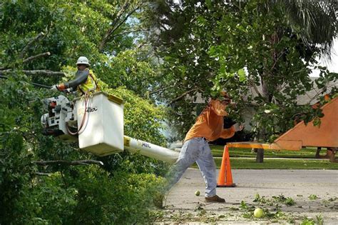 Residential Tree Services Experts Riviera Beach Pro Tree Trimming And