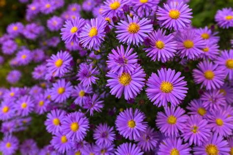 Asters How To Grow Prune And Propagate Plantura