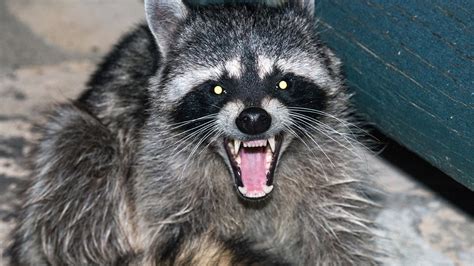 Deaths Of Zombie Raccoons Continue In Central Park Fox News