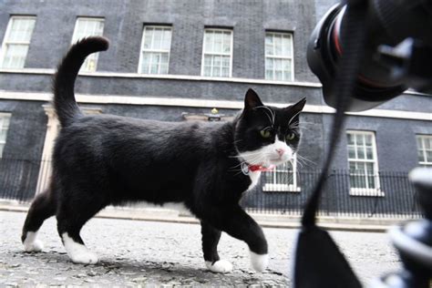 Youve Met Larry The Cat—now Meet Palmerston The Foreign Office Feline