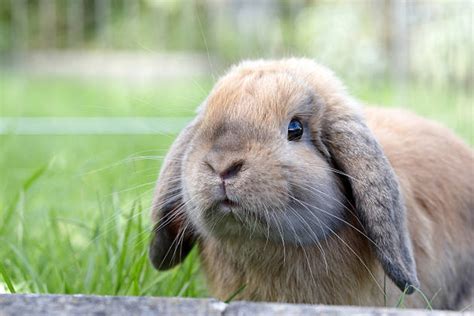 Lop Eared Rabbits Care Guide And Species Profile With Images