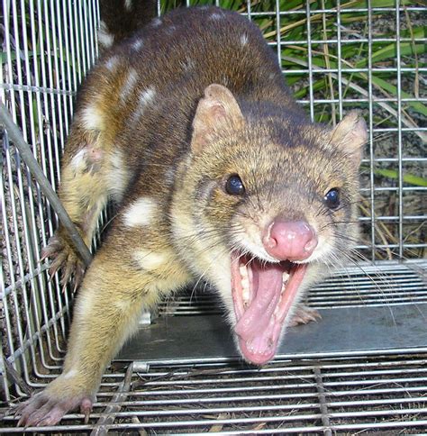Tiger Quoll Listed As Endangered In Nsw This Little Guy W Flickr
