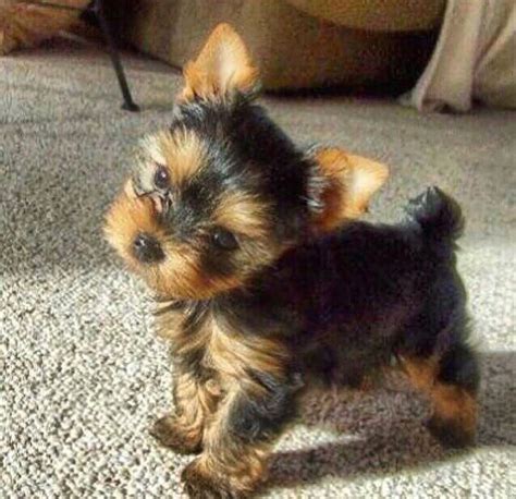 Teacup Yorkie Puppy Poodle Puppy Yorkie Puppies Teacup Pomeranian