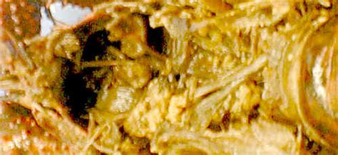 Ch 28 Crayfish Lab - Mrs N. Nelson's Science Website