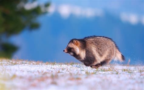 Wallpaper Raccoon Dog Running Snow Winter 1920x1200 Hd Picture Image