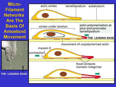 Check spelling or type a new query. The cytoskeleton: microfilaments essential. Cell biology ...