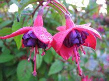 Which flower blooms very rarely? Fuchsia, Dollar Princess Features Bloom time size: HxW ...