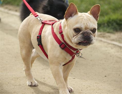 French bulldogs have dozens of dark and moist folds on their heads that collect dirt, dust, and food leftovers. How to Train a French Bulldog Puppy: General Guidelines ...