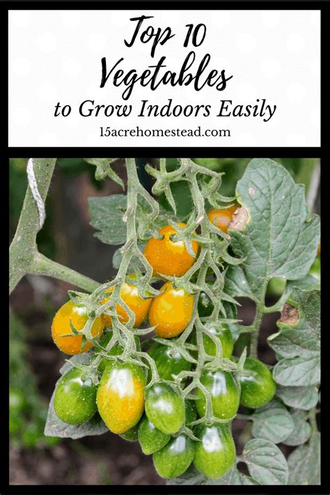 While most varieties grow on bushes, there is at least one species that grows on a tree, the japanese blueberry tree (elaeocarpus decipens). Top 10 Absolutely Greatest Vegetables to Grow Indoors ...