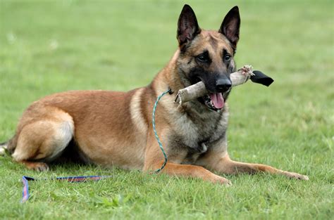 Características Pastor Belga Malinois Saiba Mais Petlove