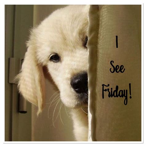 Good Morning Friday Weekday Golden Retriever Monday Dogs Animals