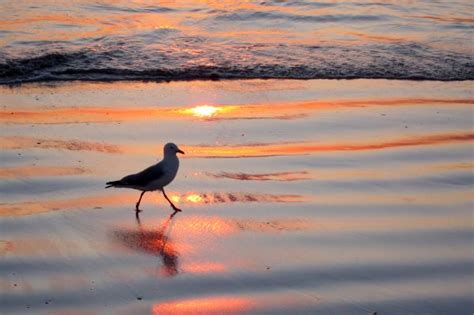 Wallpaper Bird Fly Sea Beach Sunset Evening Seagull 2560x1920
