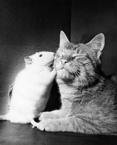 Catmouse apk official download latest version. 19 unusual photos of cats and mice being best friends. #12 ...