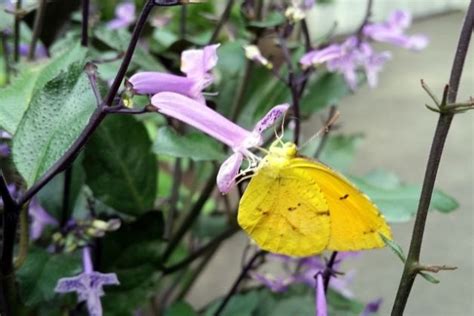 Watch A Butterfly Feeding Butterfly Behavior Butterfly Garden