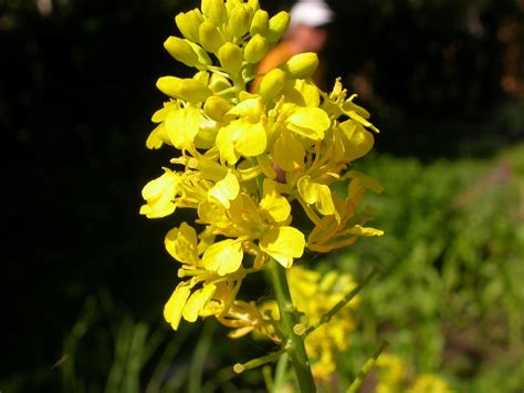 Black Mustard Invasive Plants Of Santa Catalina Island California