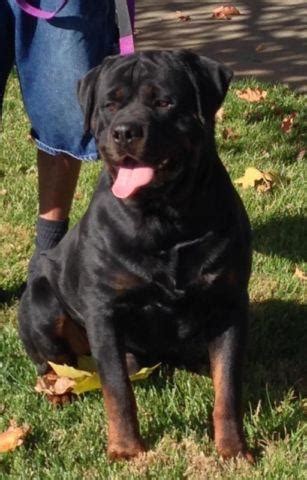 Richard storlie on blue eyed german shepherd for sale. German Rottweiler puppies for Sale in Sacramento ...