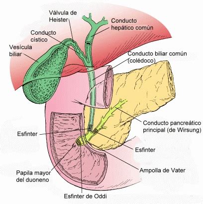 Vesícula biliar função e anatomia do órgão O que é e onde fica