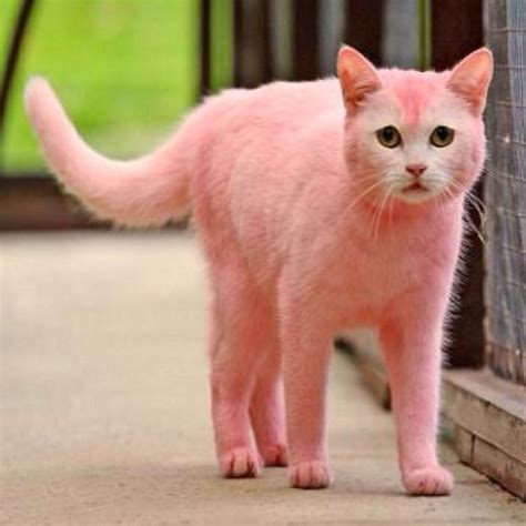 Albums 102 Pictures Cute Pink Kitty Images Stunning