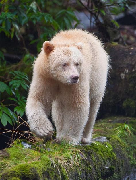 Spirit Bear Walking Down A Mossy Log By Paul Burwell Spirit Bear
