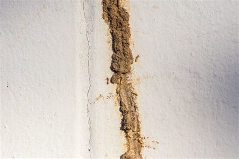 Pesticides are chemicals designed to kill or harm pests. 15 Sneaky Signs Your Home's About to Be Infested (With ...