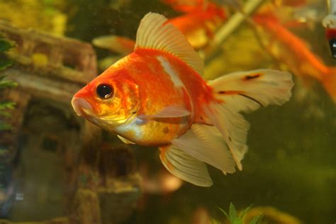 Fantail Goldfish Carassius Auratus Rip Andrew Flickr
