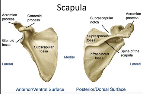 Markings of the scapula bone: Bones - Physiology And Neurobiology 2264 with Kimball at University of Connecticut - StudyBlue
