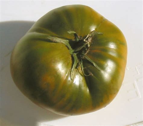 Cherokee Green Tomato A Comprehensive Guide World