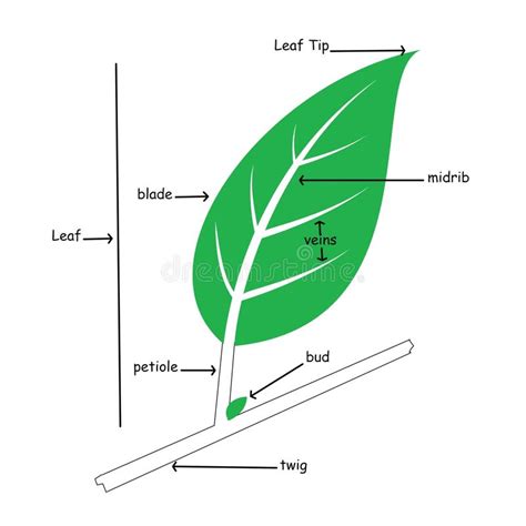 Draw A Neat Labelled Diagram Of A Leaf Label Its Parts Write Short