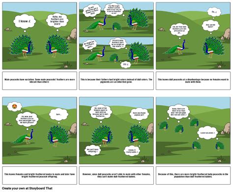 Natural Selection Peacocks Storyboard By 72fbbb60
