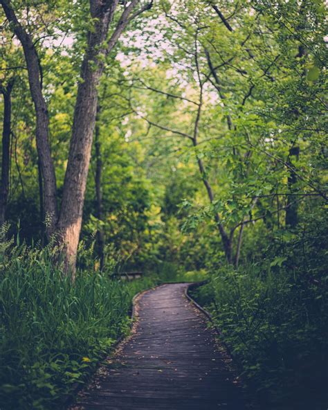 Path Nature Pictures Download Free Images On Unsplash