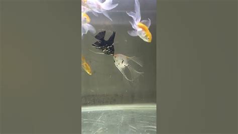 Angel Fish Pair Mating Pair Bteeding Pair Angelfish Homeaquarium Youtube