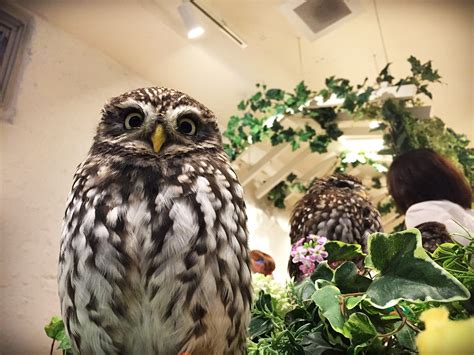 New Owl Cafe In Harajuku Owls Garden Things To Do In Tokyo Japan