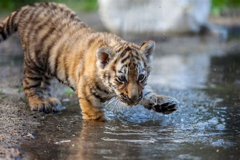 Cub Playing In Water By Nature Tiger Cubs Are Playful And Rather