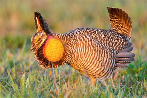Is The Attwaters Prairie Chicken Starting To Make A Comeback Audubon