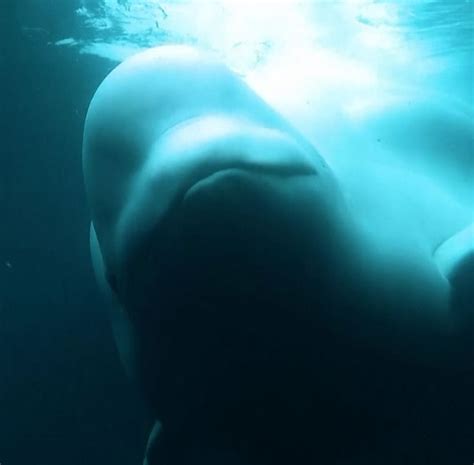 Captive Beluga Whales Take First Swim In Open Water Sanctuary