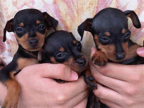 Terjual For Sale Mini Pinscher Puppies Kaskus