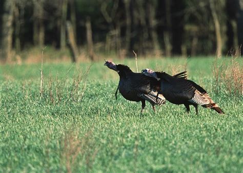 Public Domain Picture Wild Turkeys In Farm Field Near Manhattan