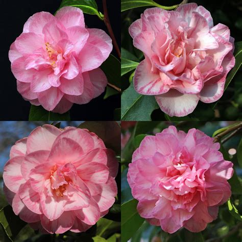 Spring Sonnet Jims Camellias
