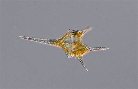 However, these marine species have now been assigned to a new genus called tripos. Mikrofotos Dinoflagellaten