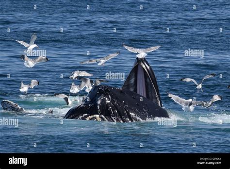 Humpback Whales Off The Coast Of Massachusetts Open Mouth Feeding