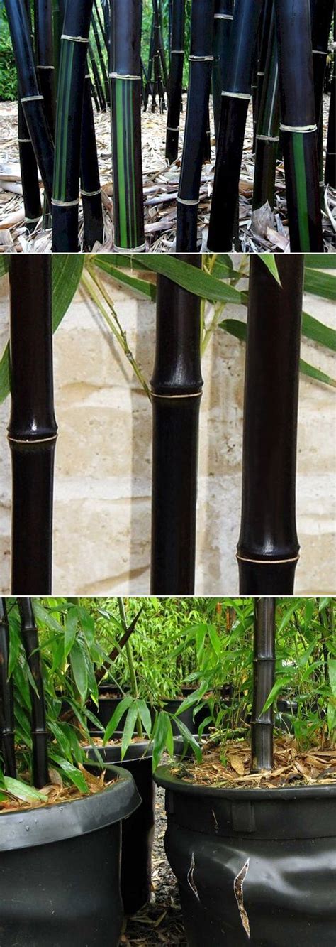 Live Black Bamboo Potted Plant P Nigra Cold Hardy Div From