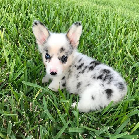 1,205 likes · 14 talking about this. Blue Merle Pembroke Welsh Corgi Puppies For Sale