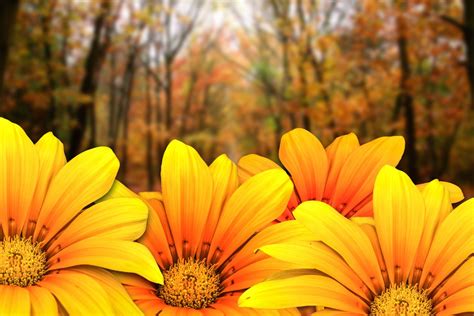 Фотообои Осенние цветы на заказ любой размер, код:436 | ЭкоПринт