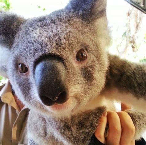 14 Best Images About Cute Australian Animals On Pinterest