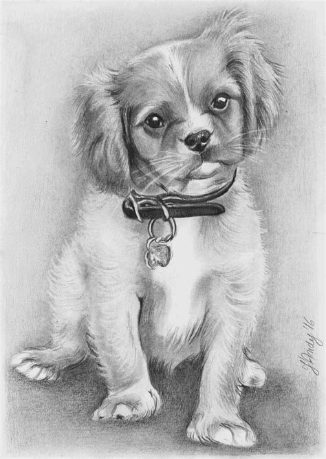 A Pencil Drawing Of A Puppy With A Leash On Its Neck Sitting In Front