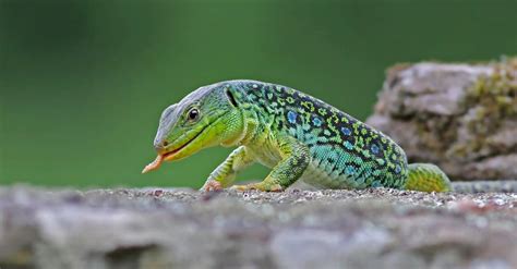 Types Of Lizards The 4 Of The 15 Lizard Species You Should Know Az